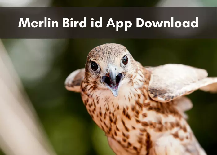 how to Merlin Bird id App download