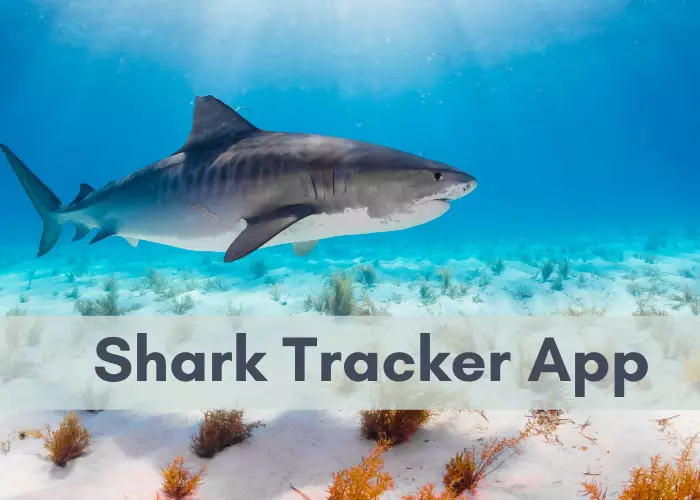 Best Ocearch Shark Tracker App for Android